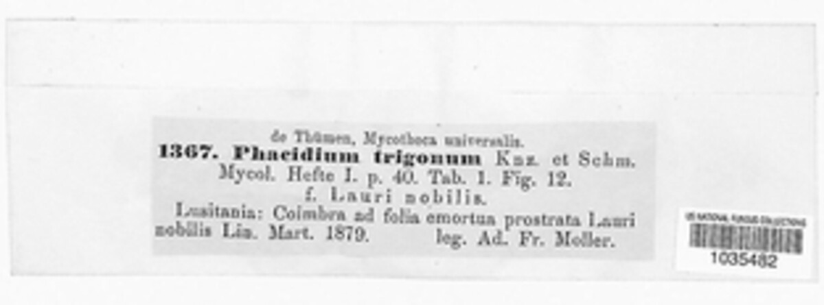 Coccomyces tumidus image